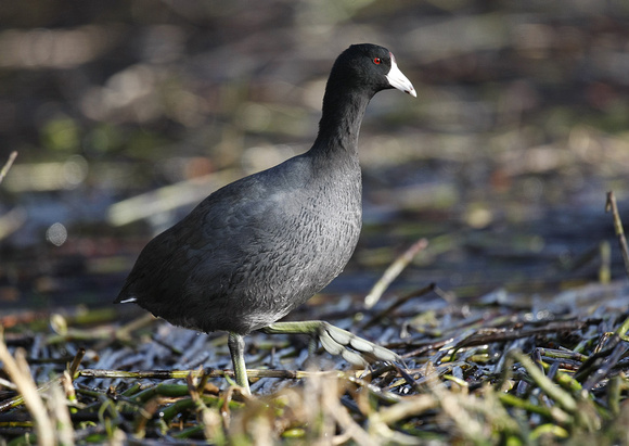 American Coot