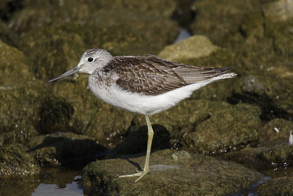 Greenshank