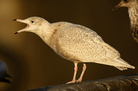 Glaucous Gull