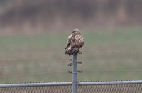 Rough-legged Buzzard