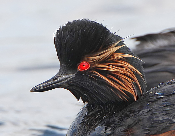 Black-necked Grebe