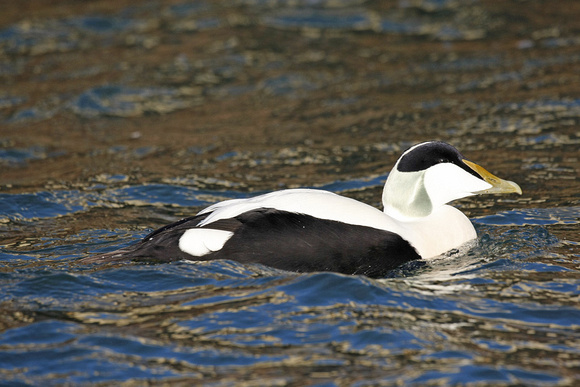 Common Eider