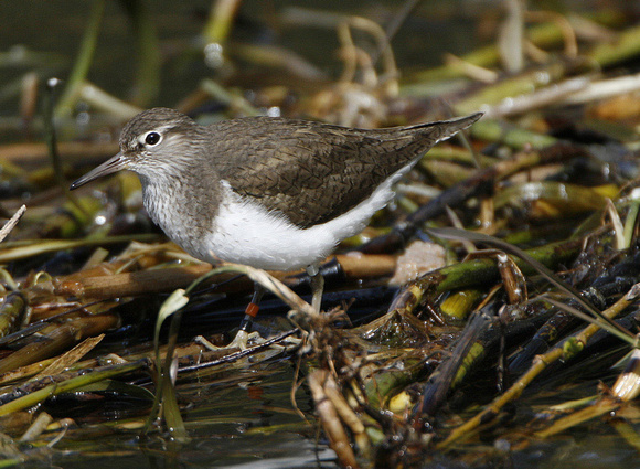 Common Sandpiper