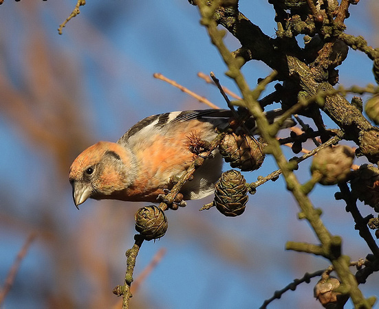 Two-barred Crossbill