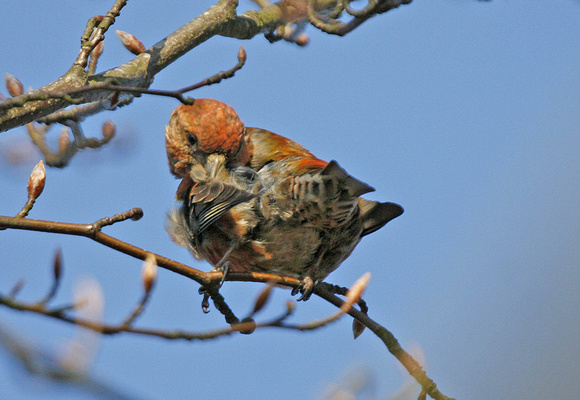 Common Crossbill