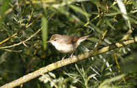 Blyth's Reed Warbler