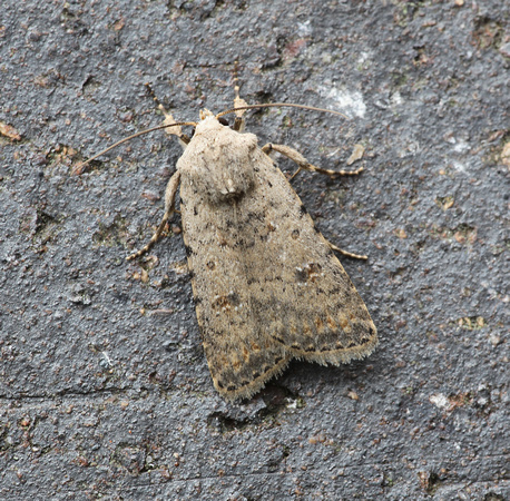 Pale Mottled Willow
