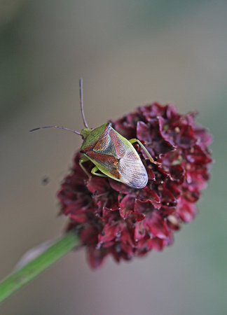 Birch Shieldbug