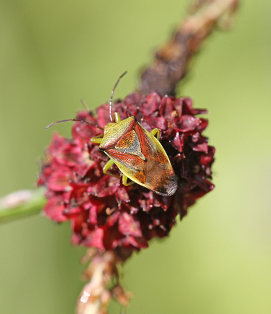 Birch Shieldbug