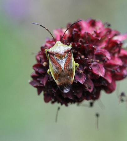 Birch Shieldbug