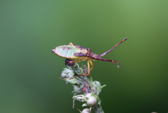 Box Bug