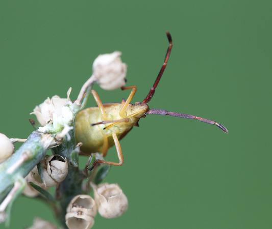 Box Bug