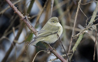 Common Chiffchaff