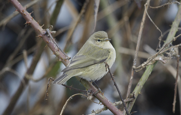 Common Chiffchaff