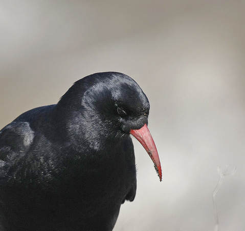 Chough