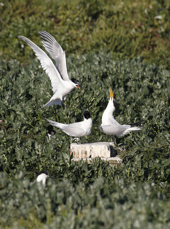 Elegant Tern