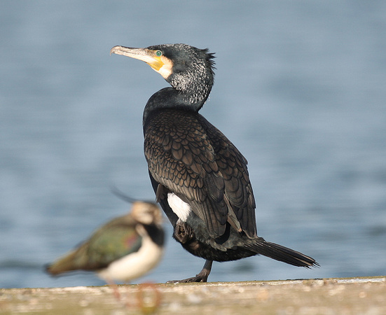 Cormorant (Sinensis)