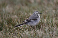 Citrine Wagtail