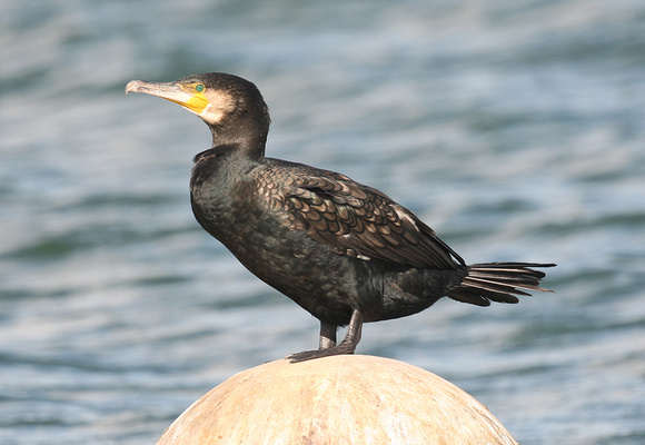 Cormorant