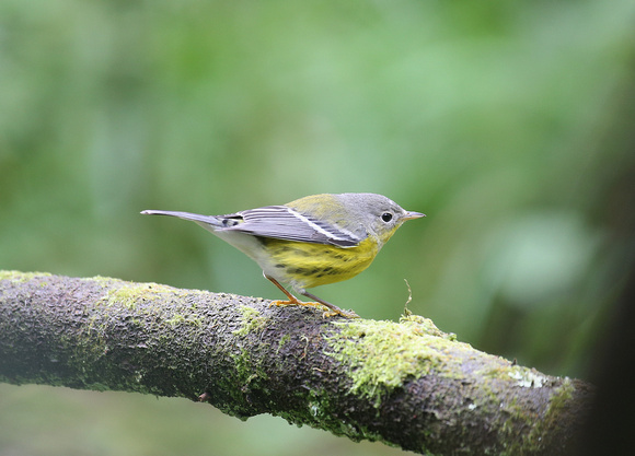 Magnolia Warbler