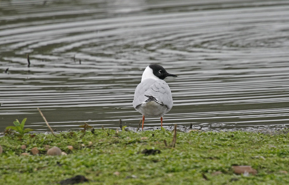 Bonaparte's Gull