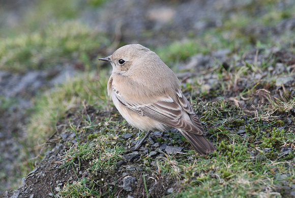 Desert Wheatear
