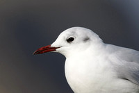 Black Headed Gull