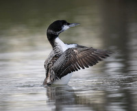 Great Northern Diver