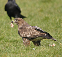 Buzzard