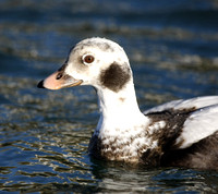 Long-tailed Duck