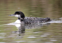 Great Northern Diver