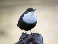 Black-bellied Dipper