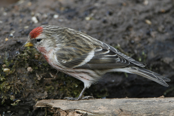 Lesser Redpoll
