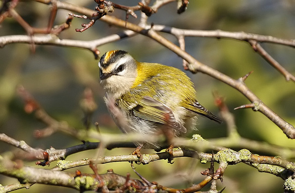 Firecrest