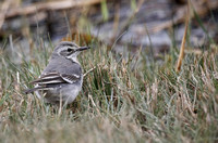 Citrine Wagtail