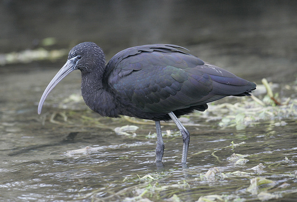 Glossy Ibis