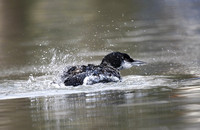 Great Northern Diver