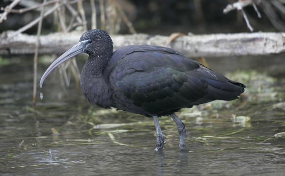 Glossy Ibis