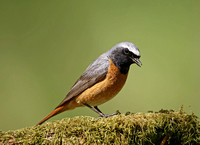 Common Redstart