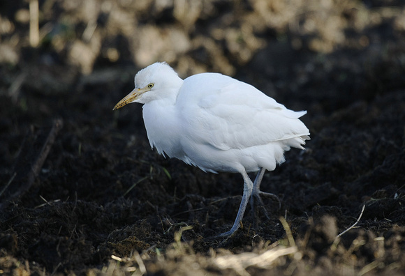 Cattle Egret