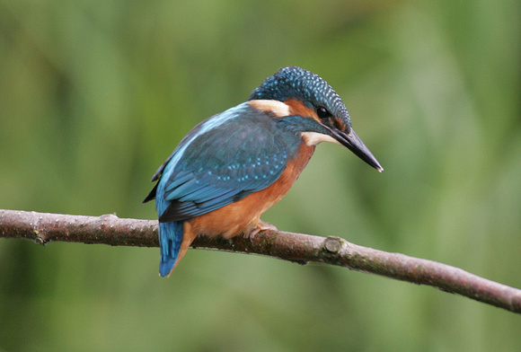 Kingfisher