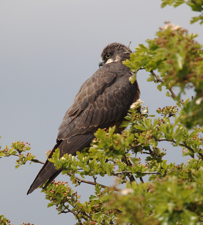 Eleonora's Falcon