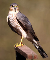 Sparrowhawk