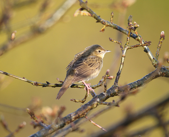 Grasshopper Warbler