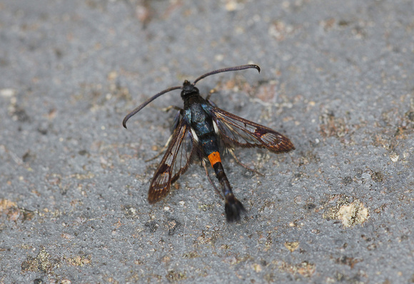 Red-belted Clearwing