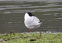 Bonaparte's Gull