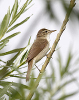 Blyth's Reed Warbler