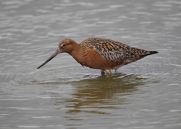 Bar-tailed Godwit