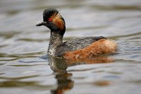 Black-necked Grebe