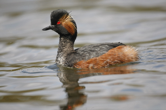 Black-necked Grebe